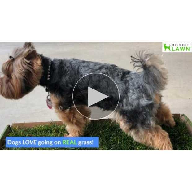 Real Grass Puppy Pee Pads N882404