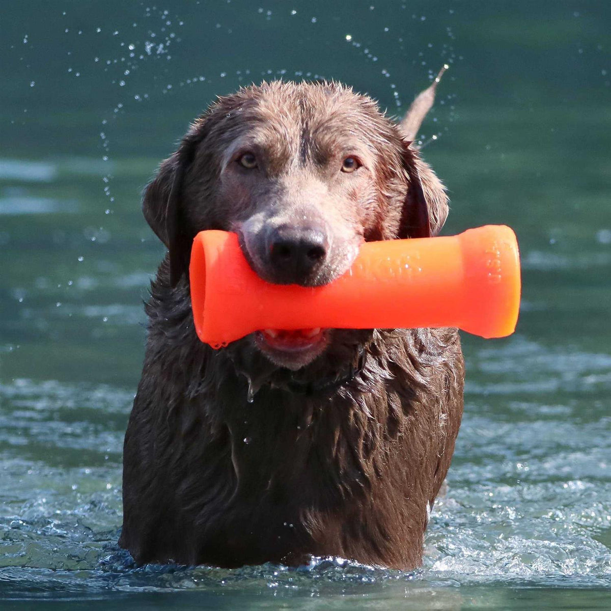 Crinkit Dog Toy L932059