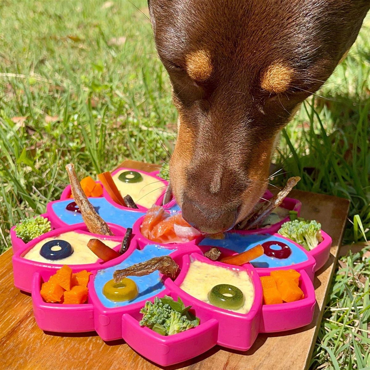 Mandala Design Enrichment Tray for Dogs X53019