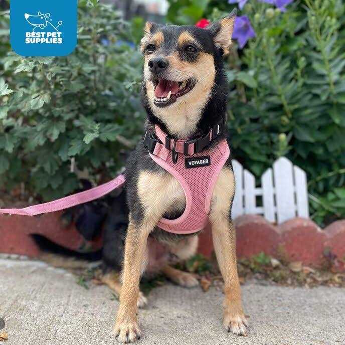 Adjustable All Weather Mesh Step-in Pet Harness D32742