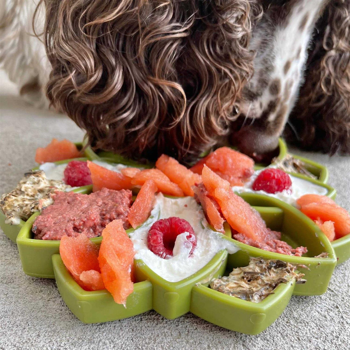 Mandala Design Enrichment Tray for Dogs X53019