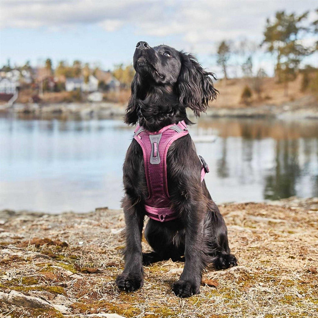 Dog Harness Y644