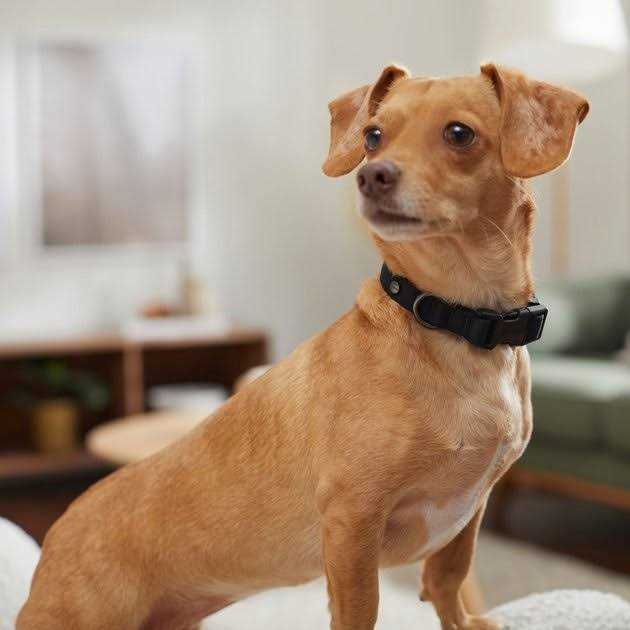 Dog Collar C135