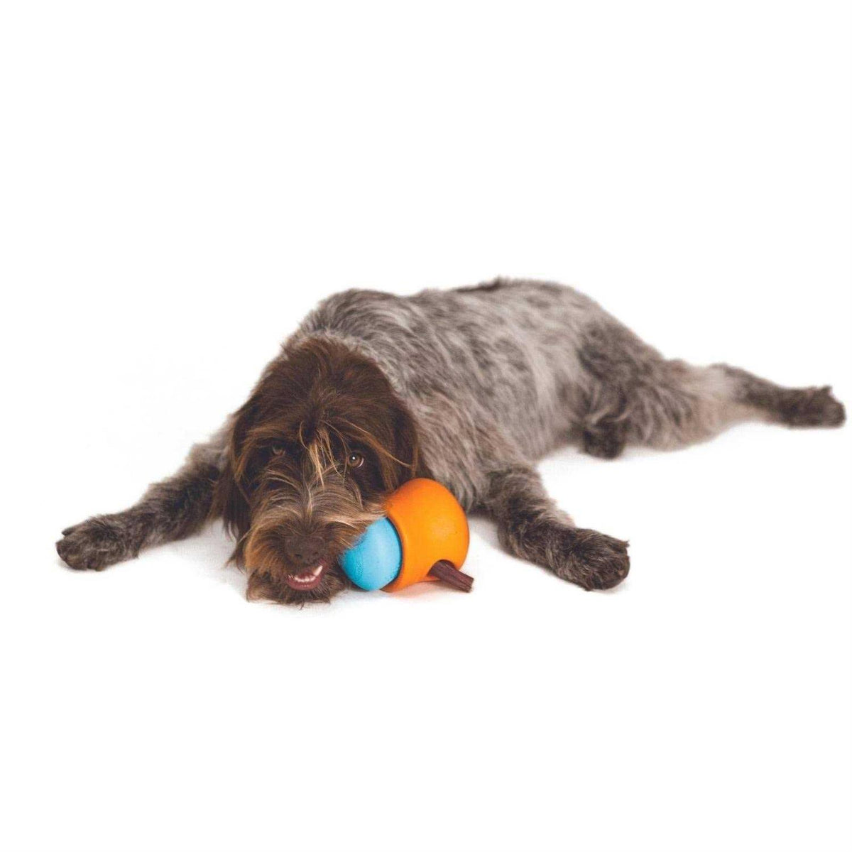 Dog Toy B2589