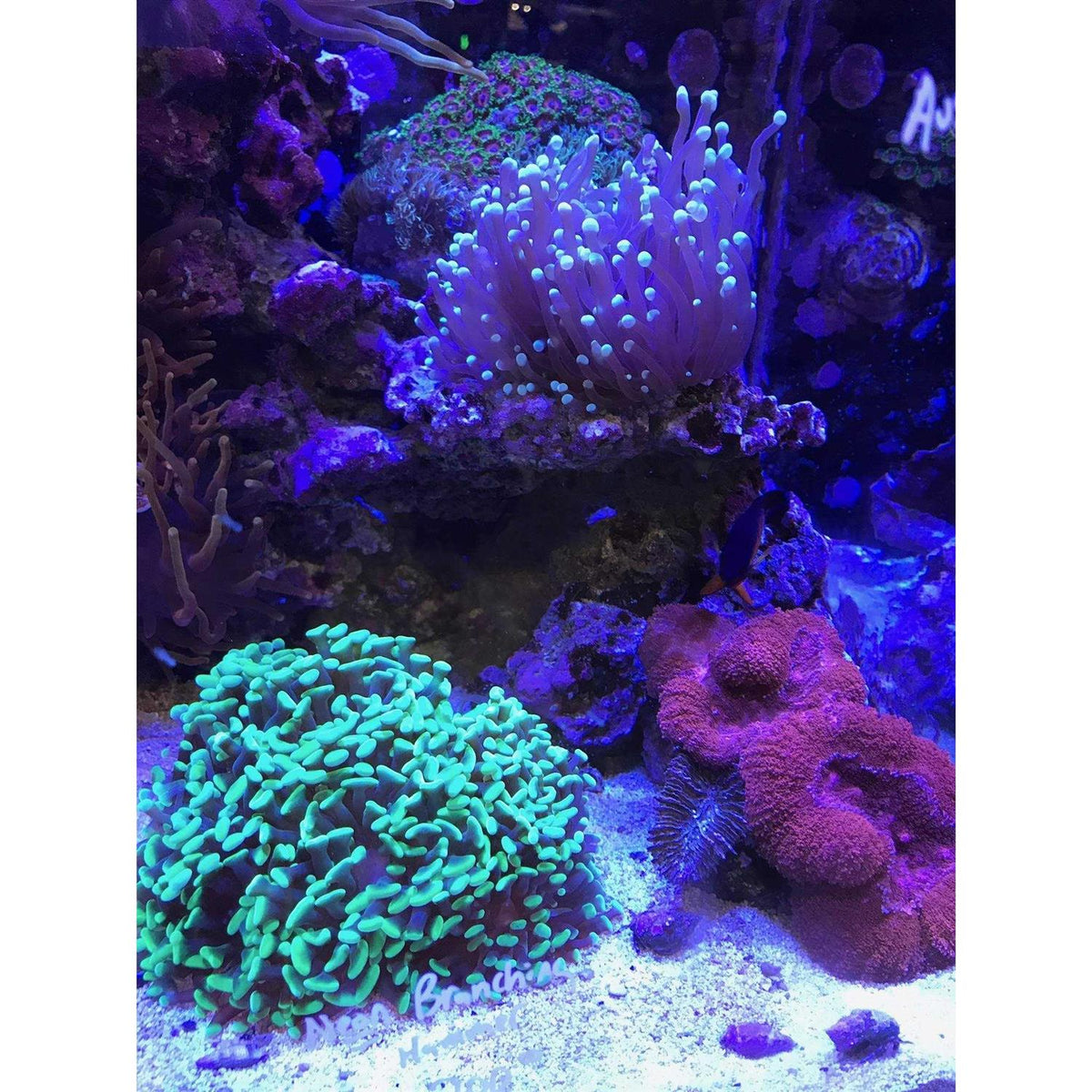 Reef Buffer M25571