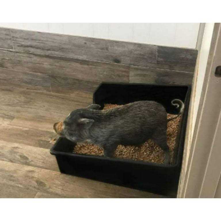 Extra Large Litter Box J632