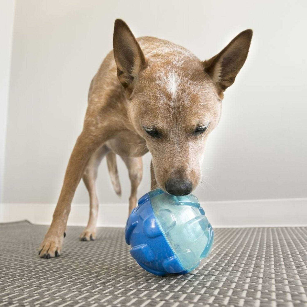 Ball Dog Toy U818843