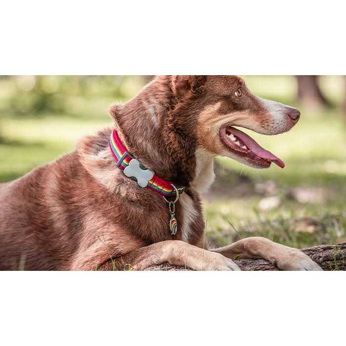 Enamel Pet ID Tag P108703