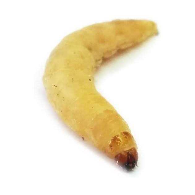 Waxworms Live Feed Reptile Food P286