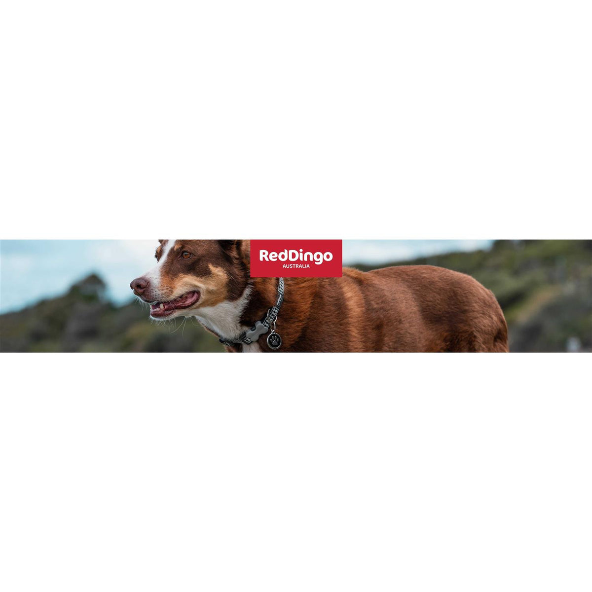 Dog Harness T638