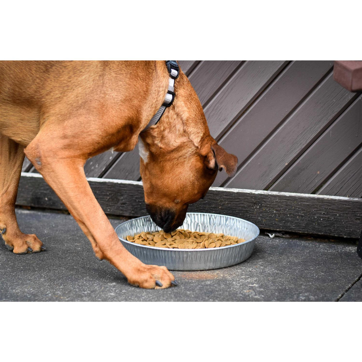 Galvanized Pet Pan 3 Quarts T7378