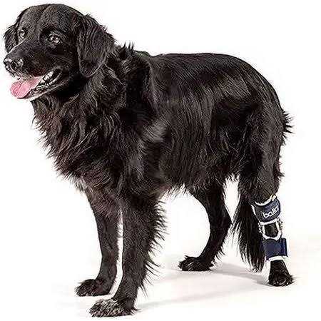 Knee Support for Dogs D534799