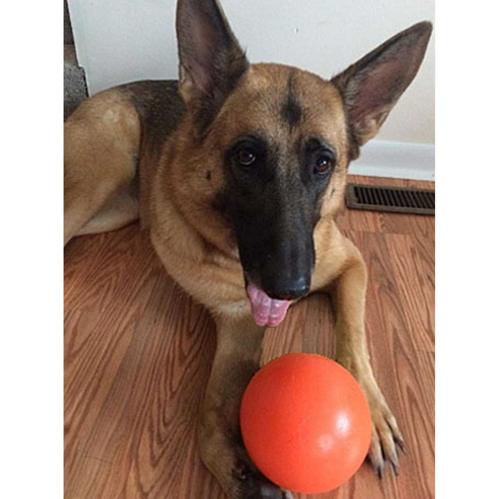 Indestructible Dog Toy 6-in N530187