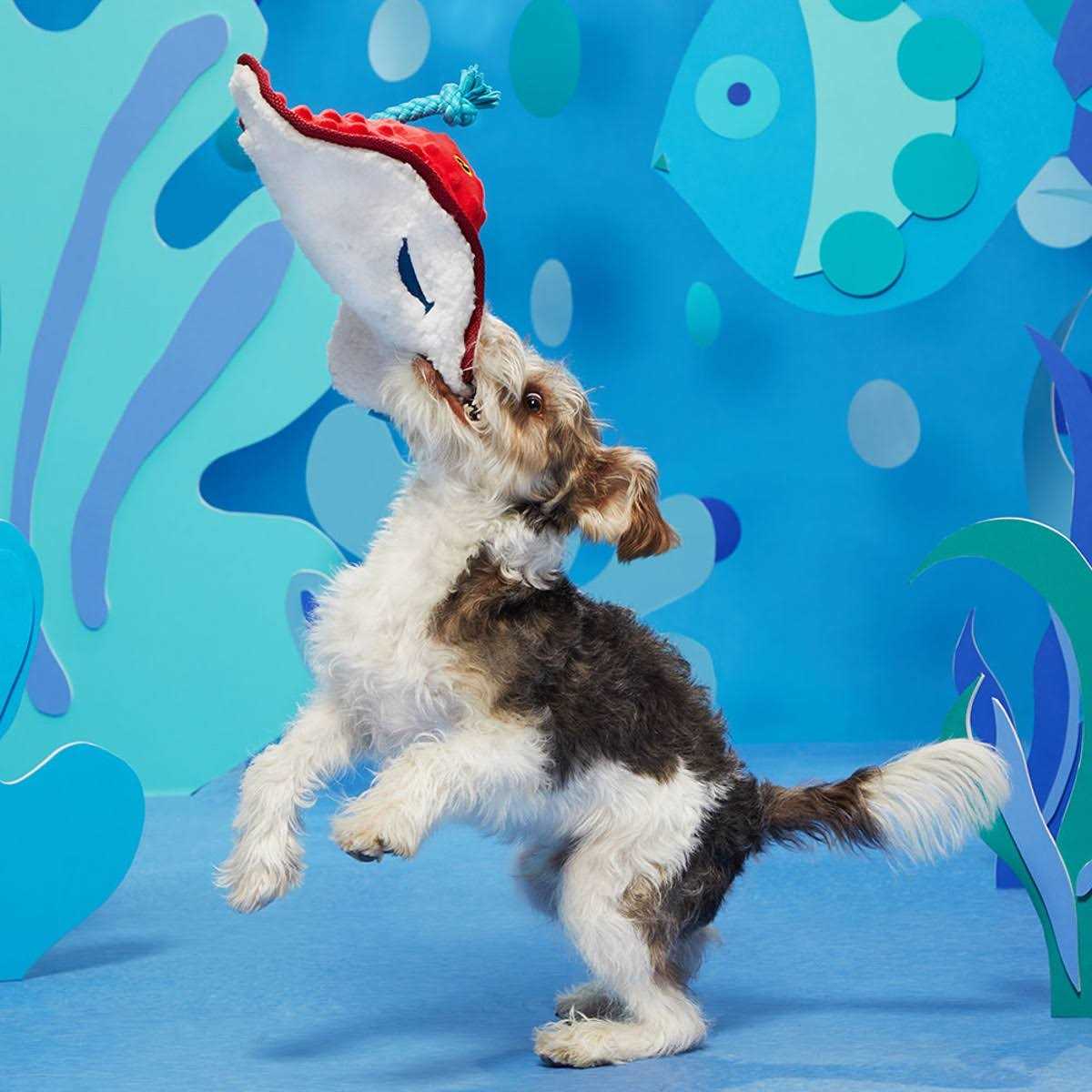 Dog Toy K7034