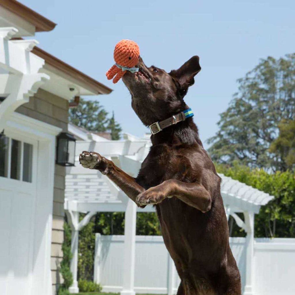 Rope Dog Toy X784