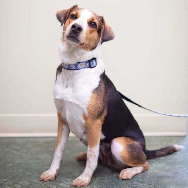 Dog Collar F77041