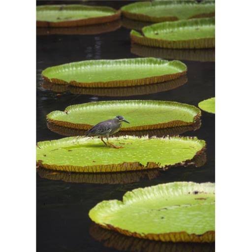 Fisher Bird on Giant Lily Pad in Pond in Botanical Gardens Poster Print 26 x 36 Q64646