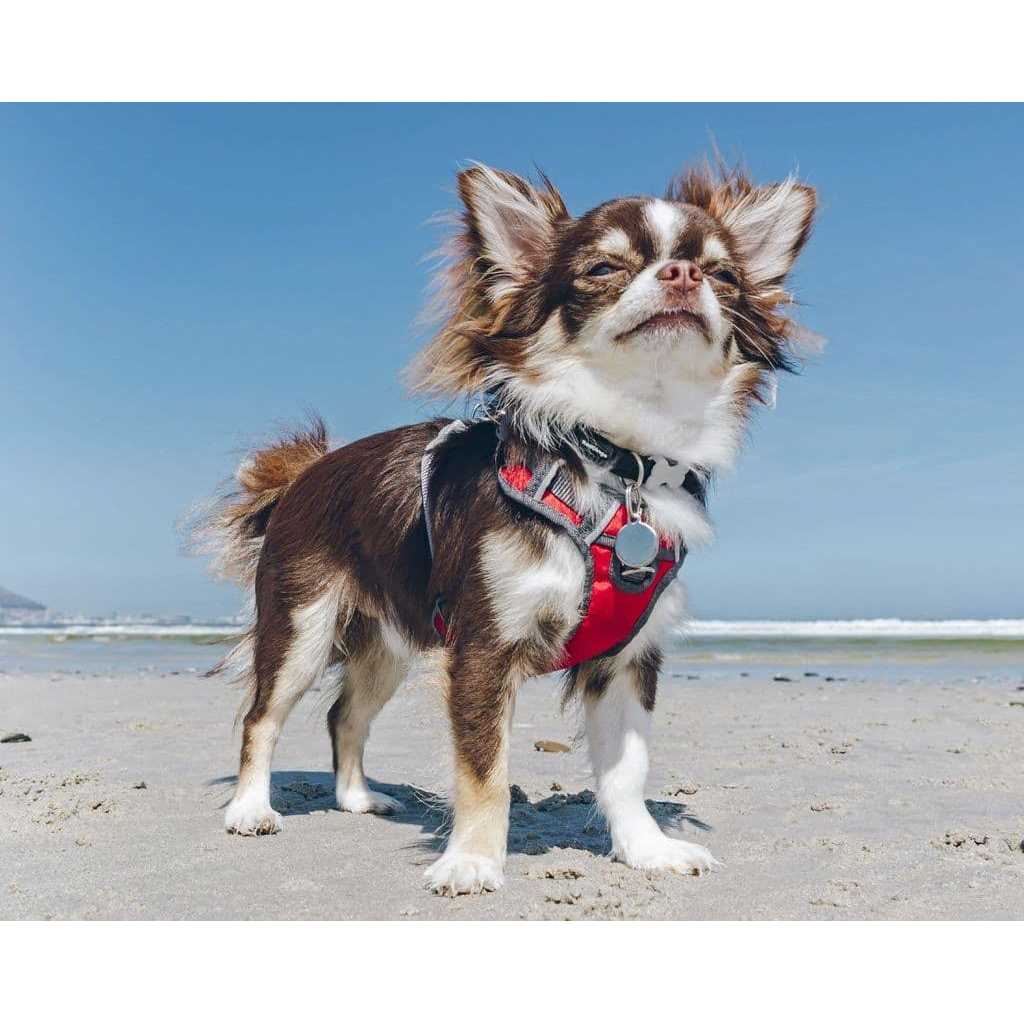 Padded Dog Harness B8029