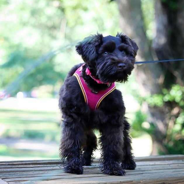 Comfort Mesh Harness N26932