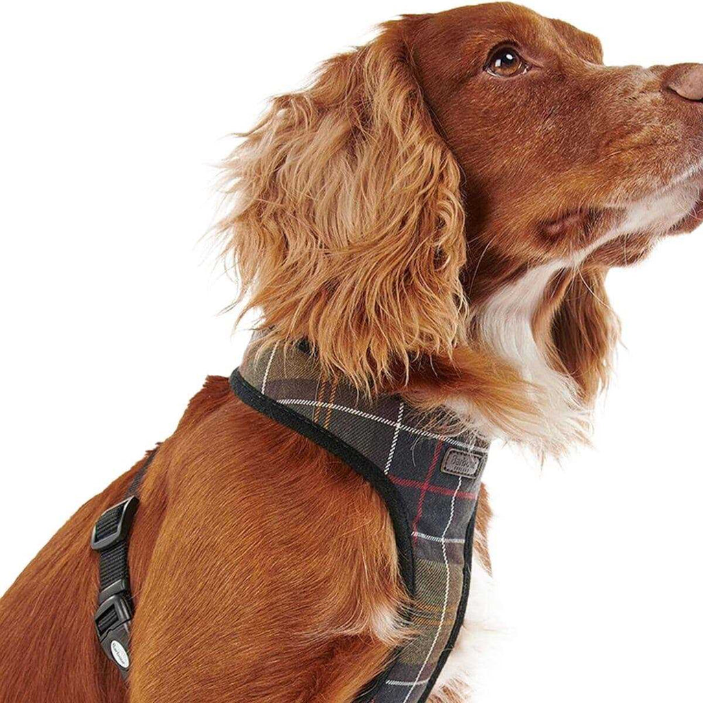 Tartan Dog Harness V801794