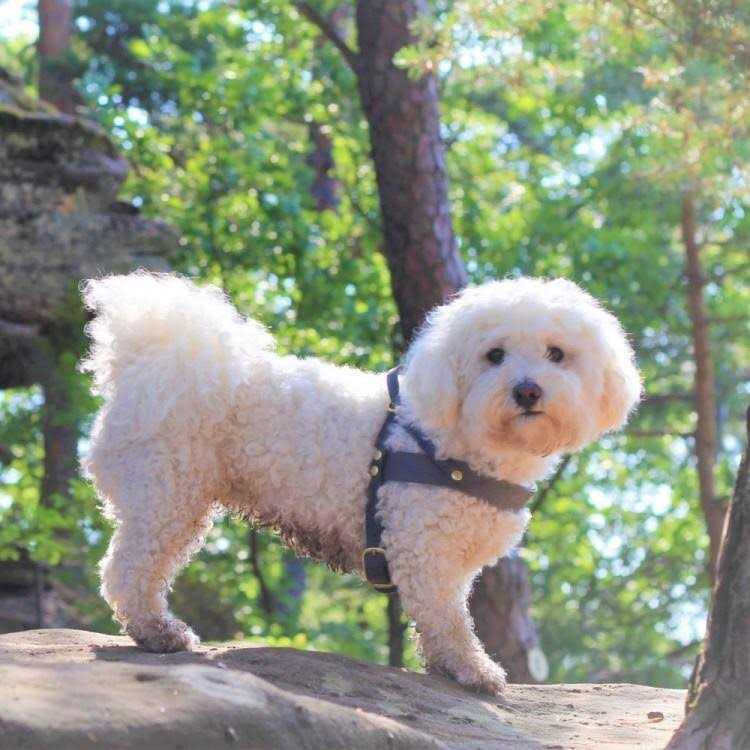 Leather Dog Harness B25443
