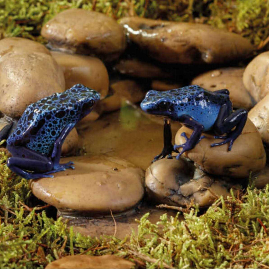 Frog Pond V31575