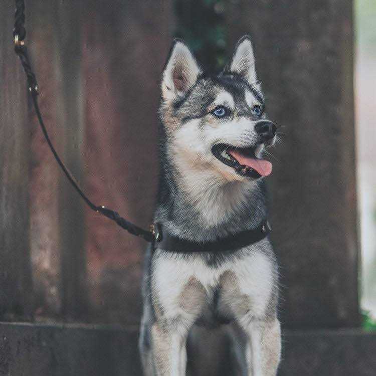 Leather Dog Harness B25443