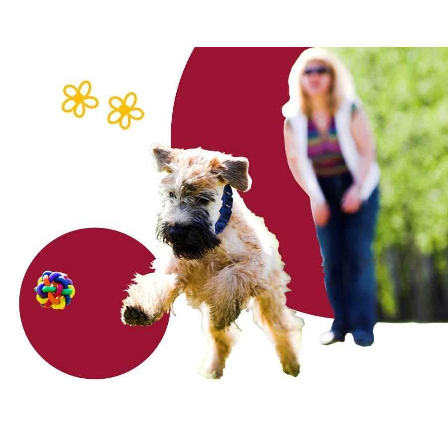 Dog Training System with DVD Set and Collar E611582