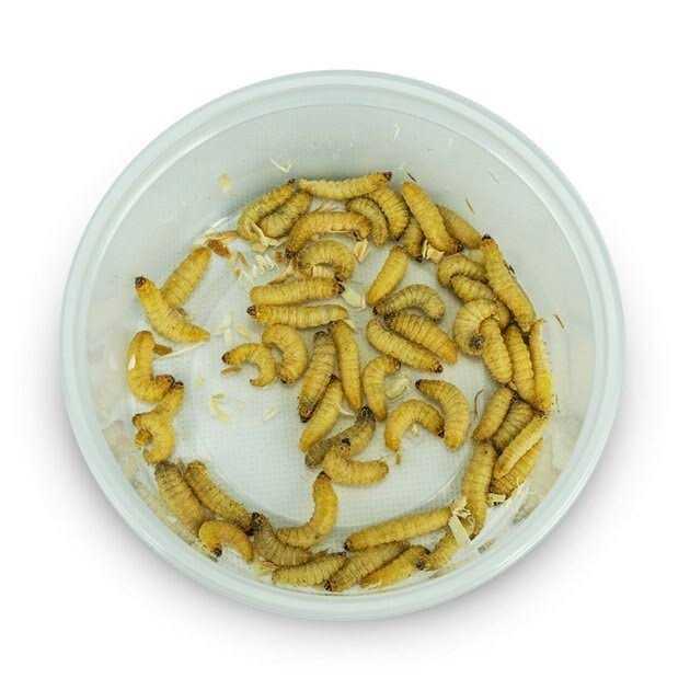 Waxworms Live Feed Reptile Food P286