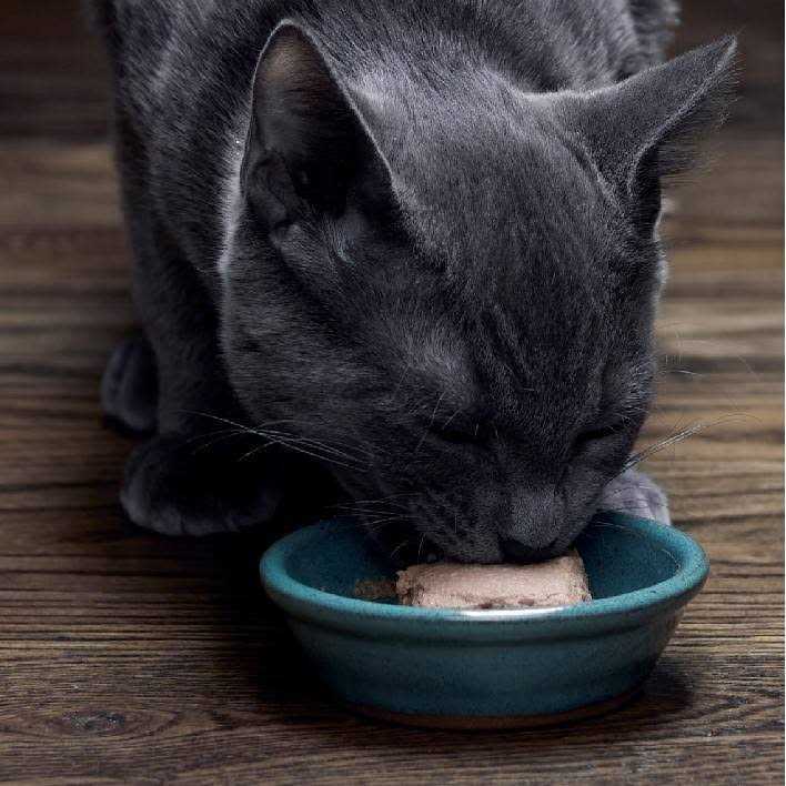 Wet Kitten Food Pate U530