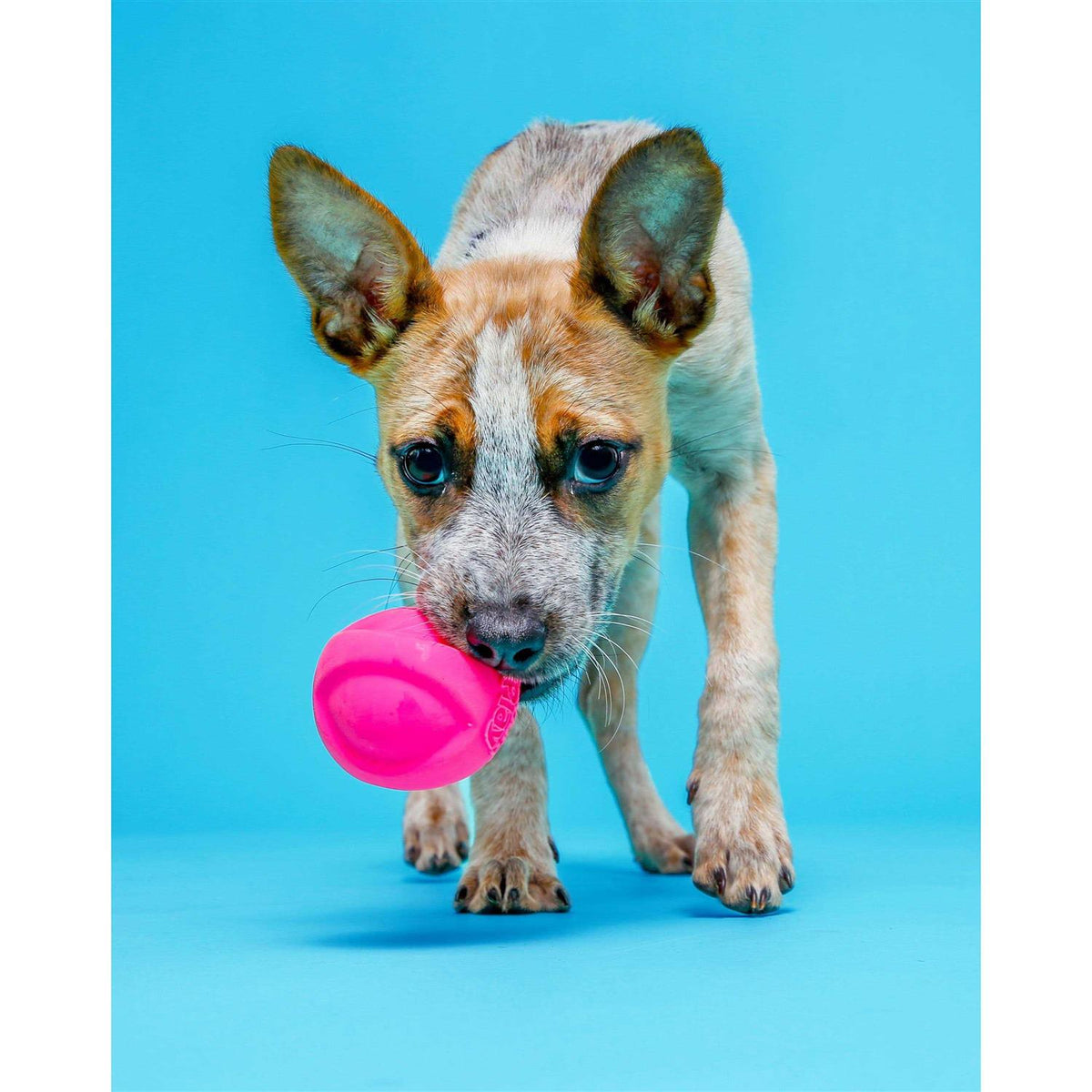 Squeaky Latex Dog Toy M401129