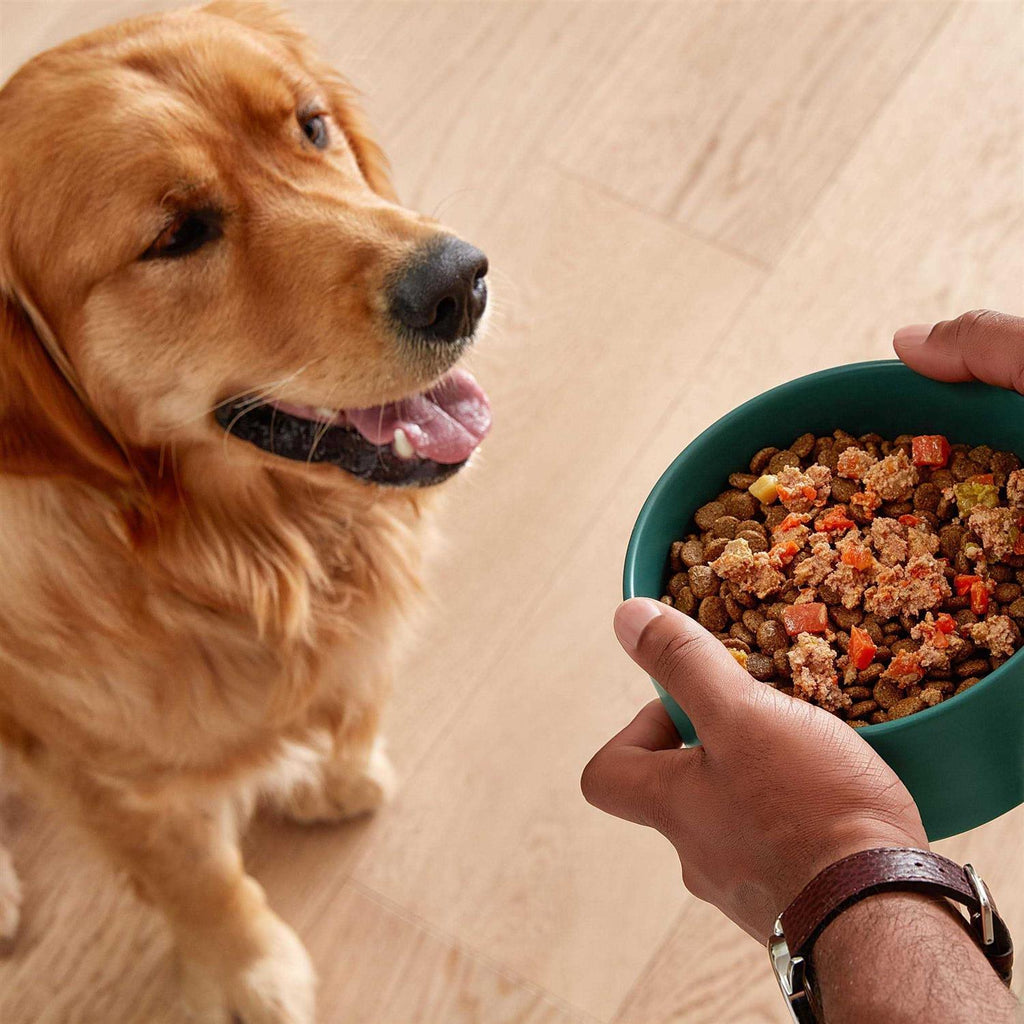 Grain-Free Wet Dog Food X1935