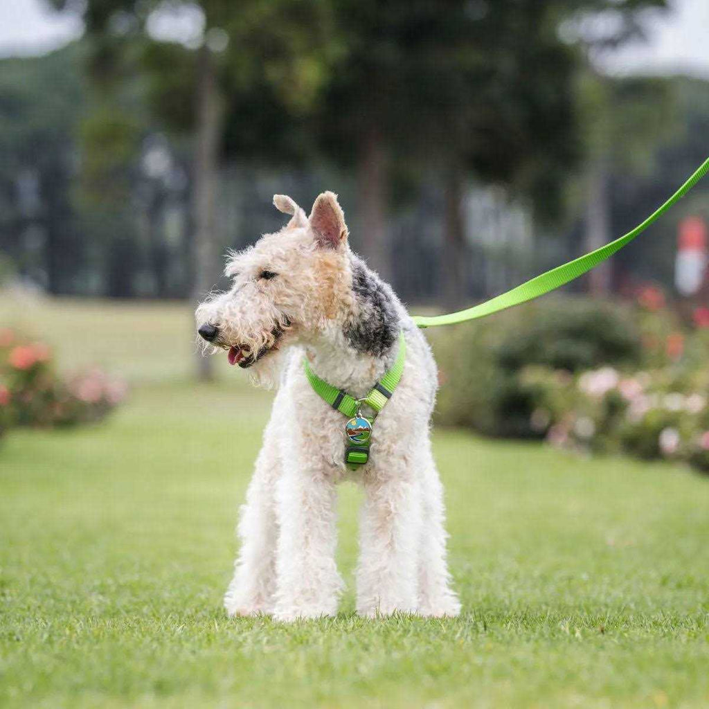 Enamel Pet ID Tag M27281