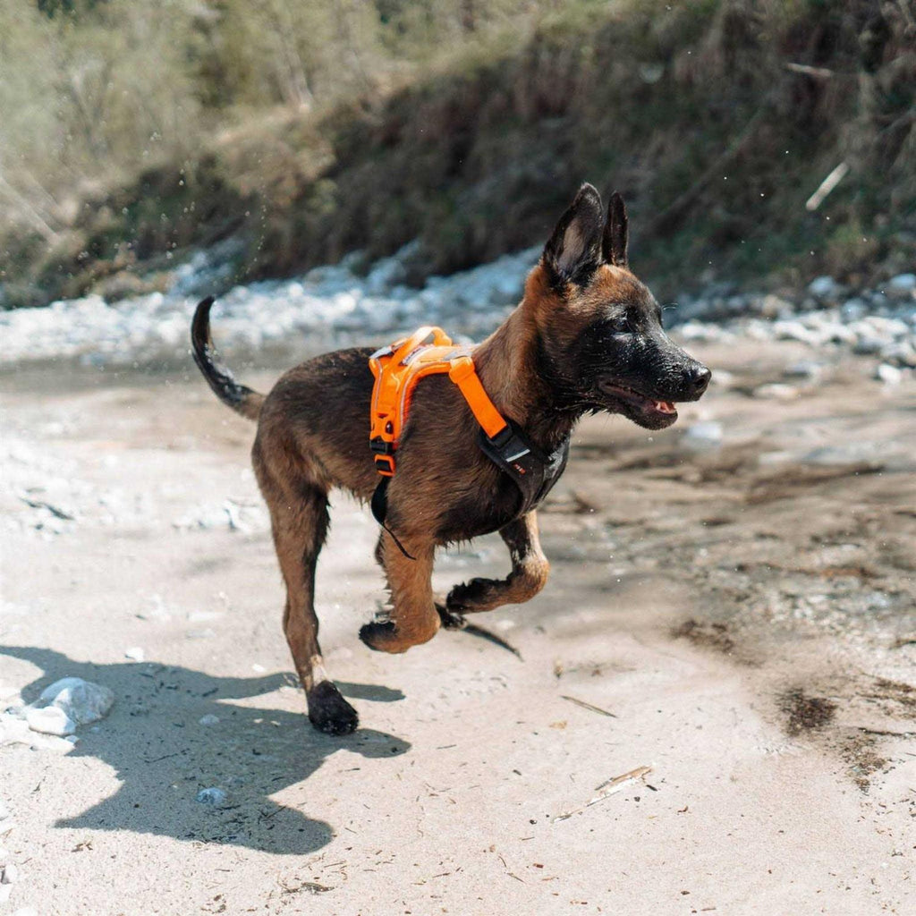 Dog Harness Y644
