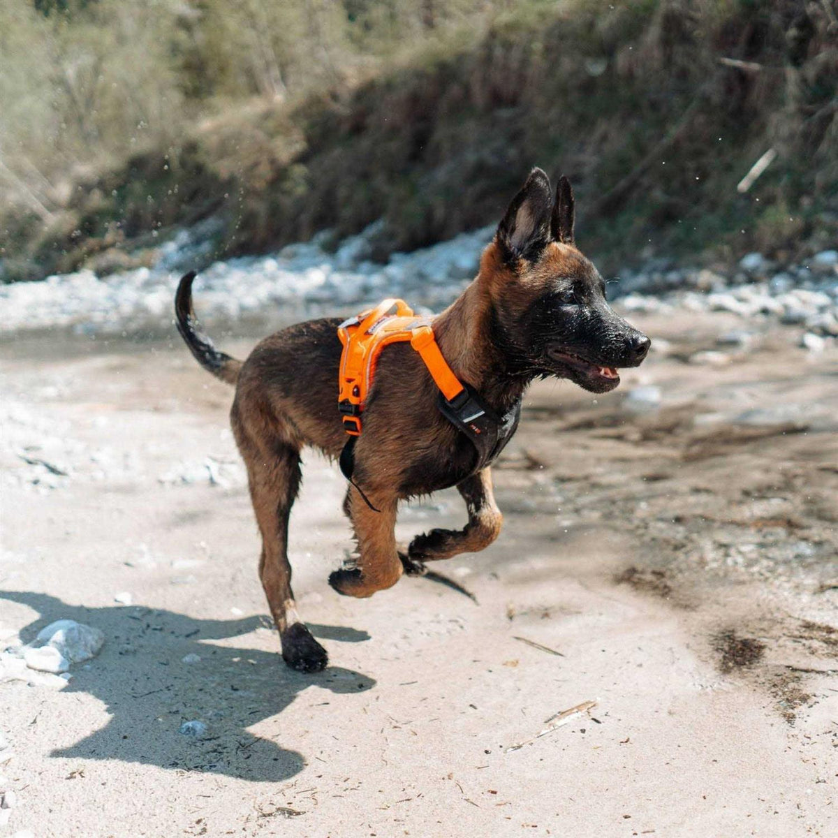 Dog Harness Y644