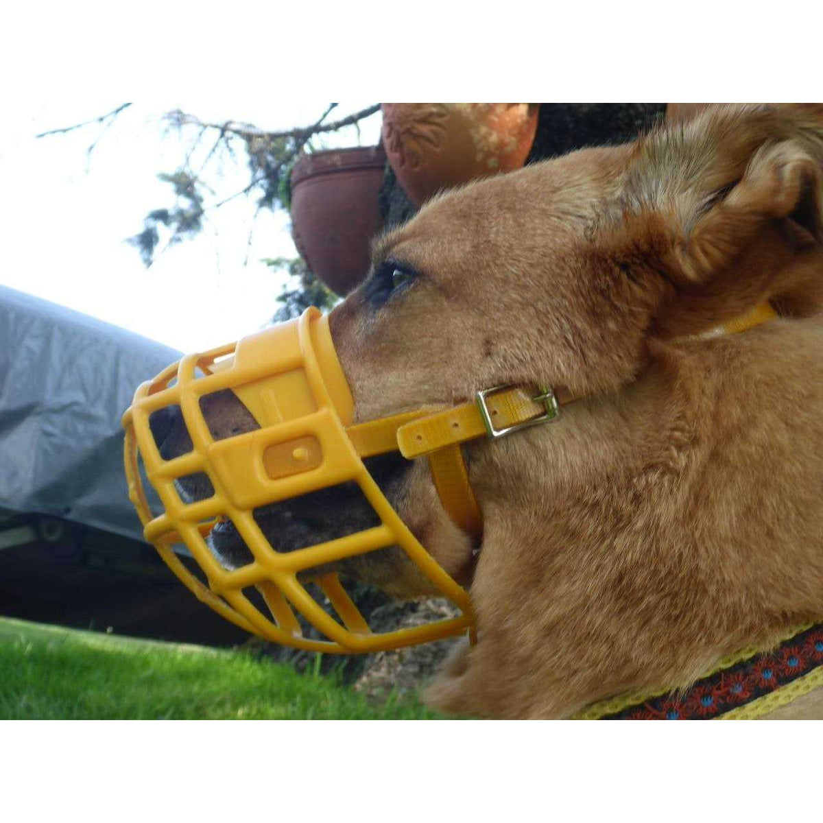 Plastic Dog Muzzle with Adjustable Headstall K809144