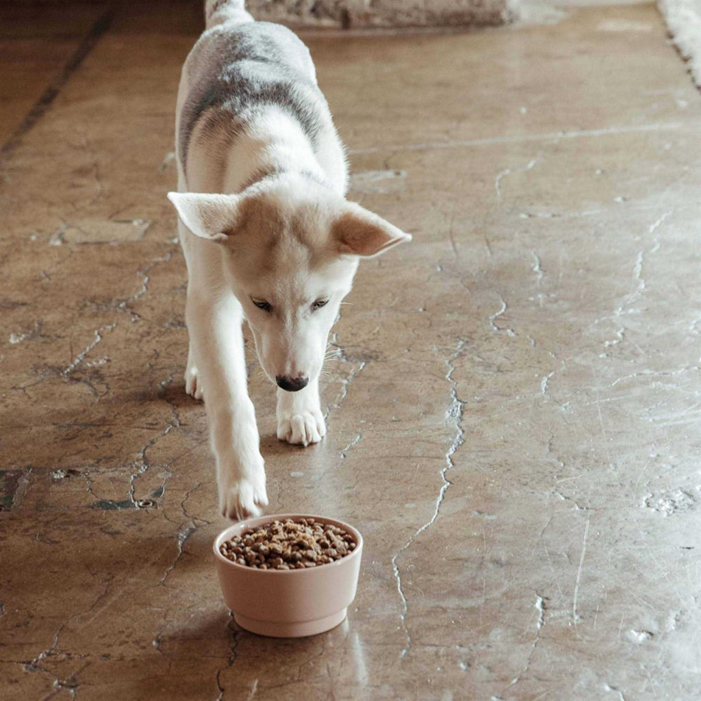 Sweet Potato & Carrot Dry Dog Food A9557