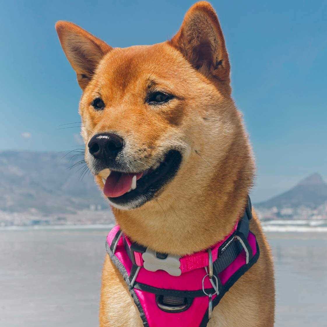 Padded Dog Harness B8029