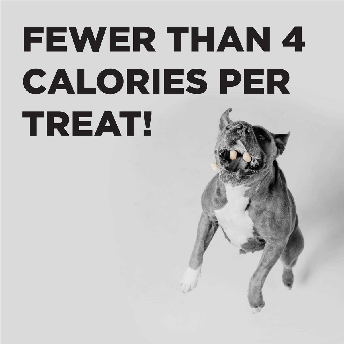 Dog Treats P6181