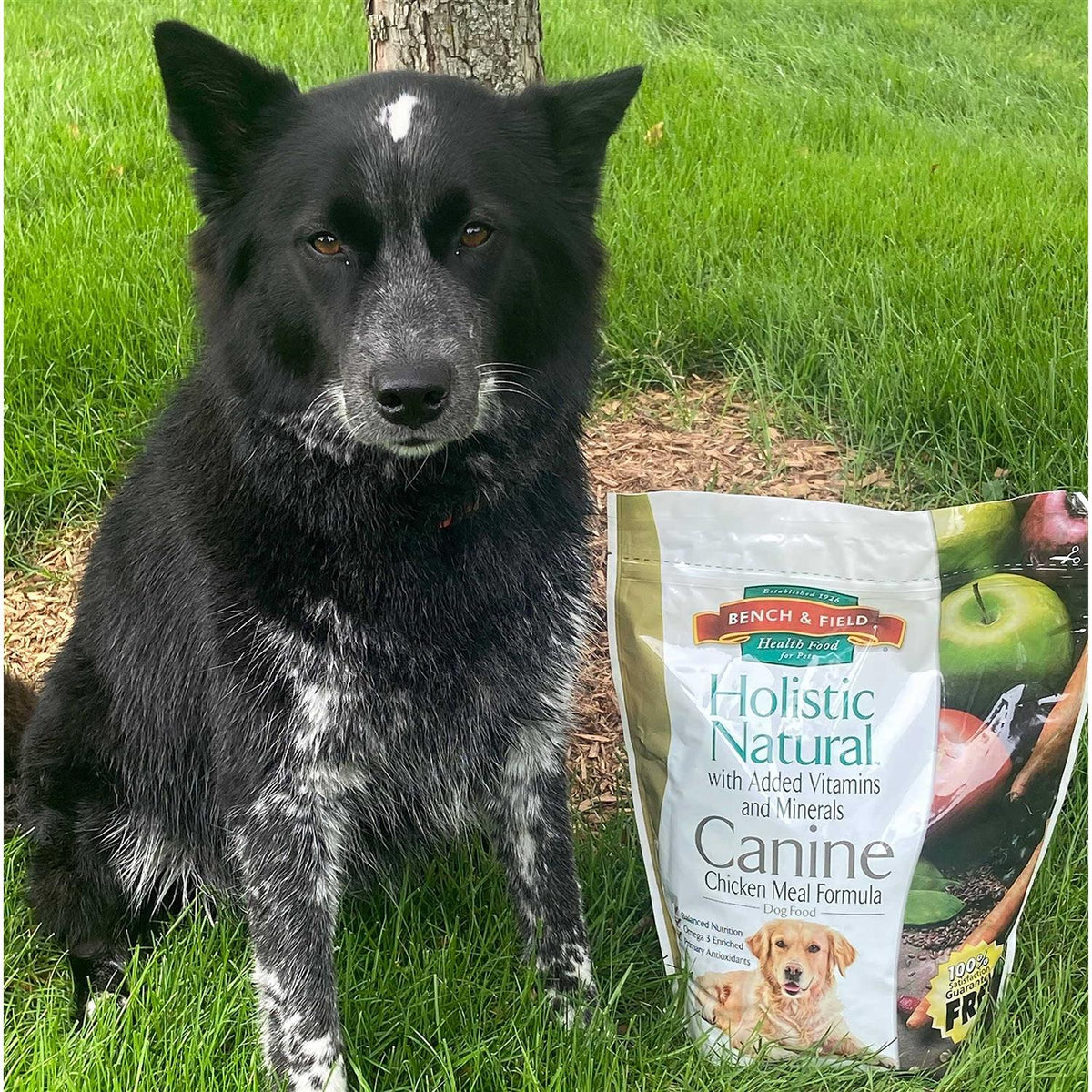 Natural Adult Dry Dog Food Chicken Meal and Brown Rice 6.6 lb Bag F67618