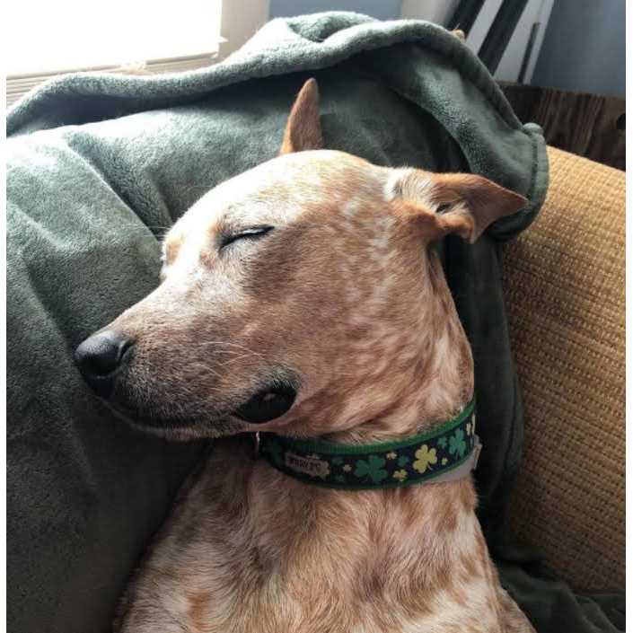 Dog Collar H420334