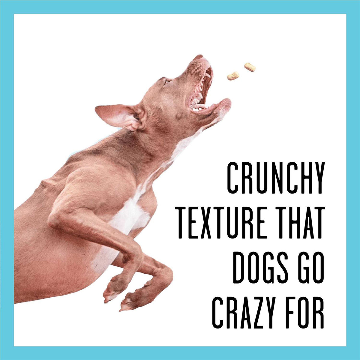 Dog Treats C88341