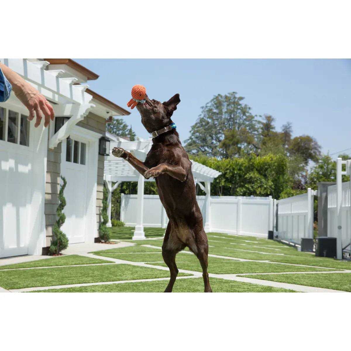 Rope Dog Toy X784