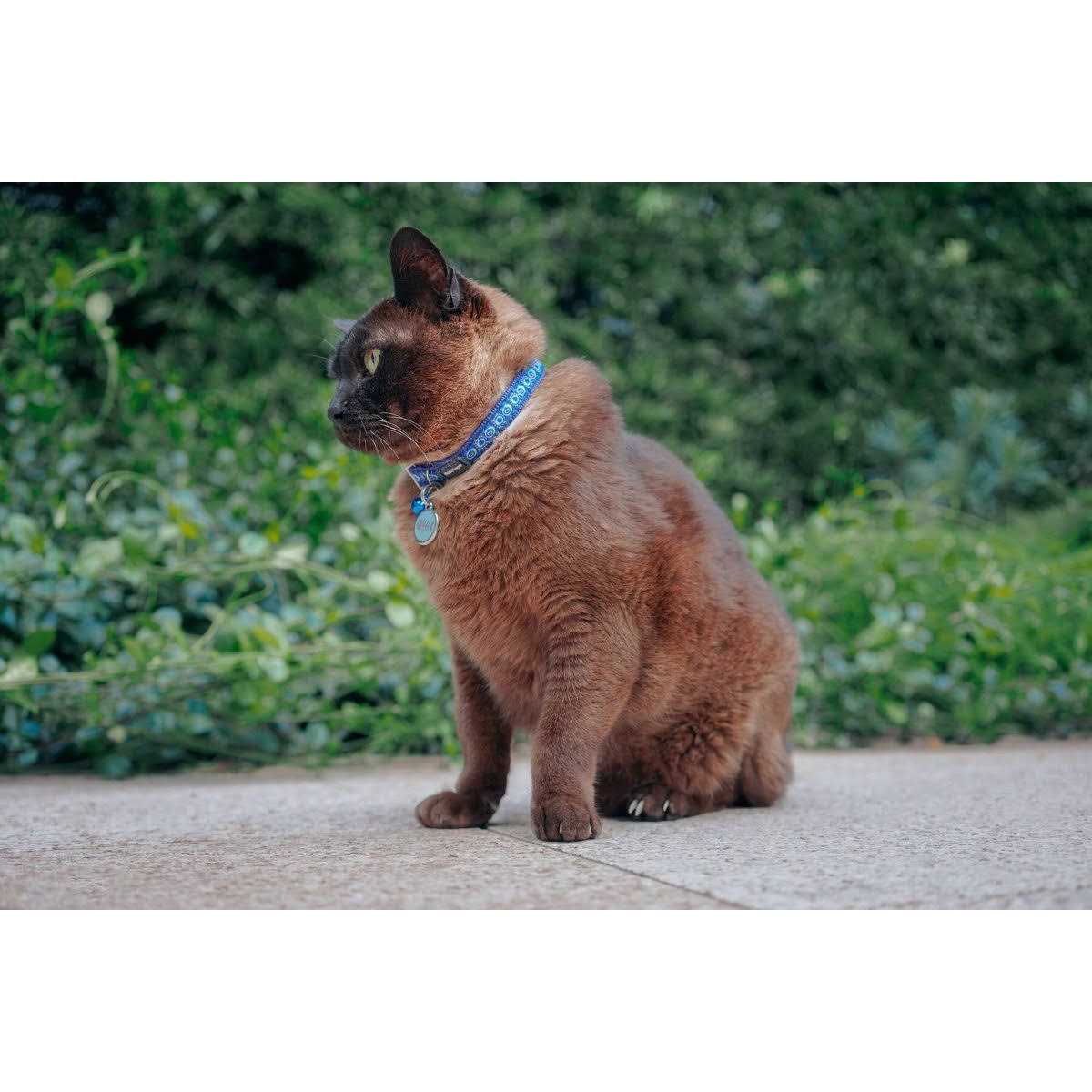 Dog Collar M234750
