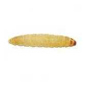 Waxworms Live Feed Reptile Food P286