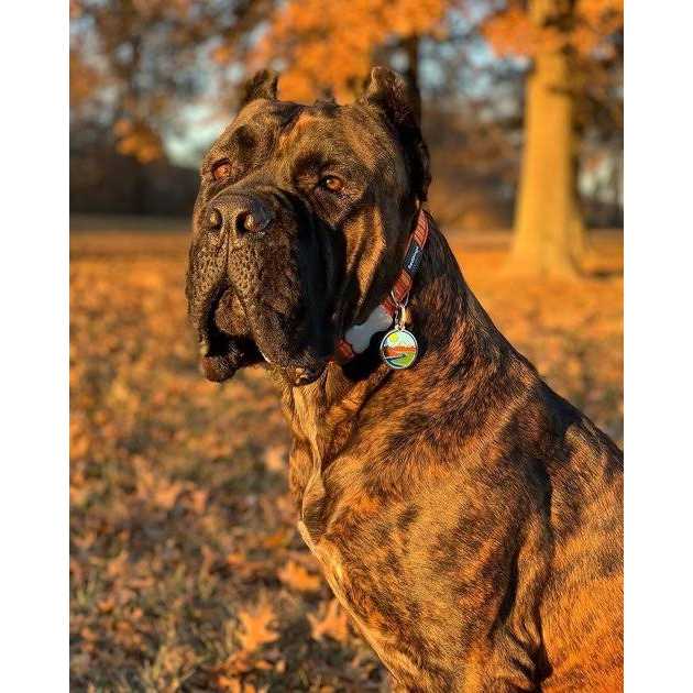 Enamel Pet ID Tag M27281