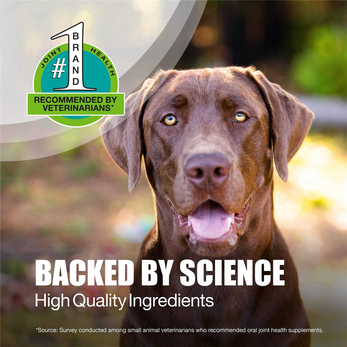 Joint Health Supplement for Large Dogs R833