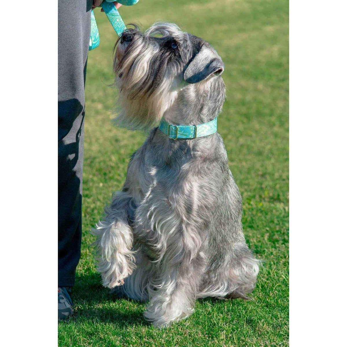 Martingale Collar L4836