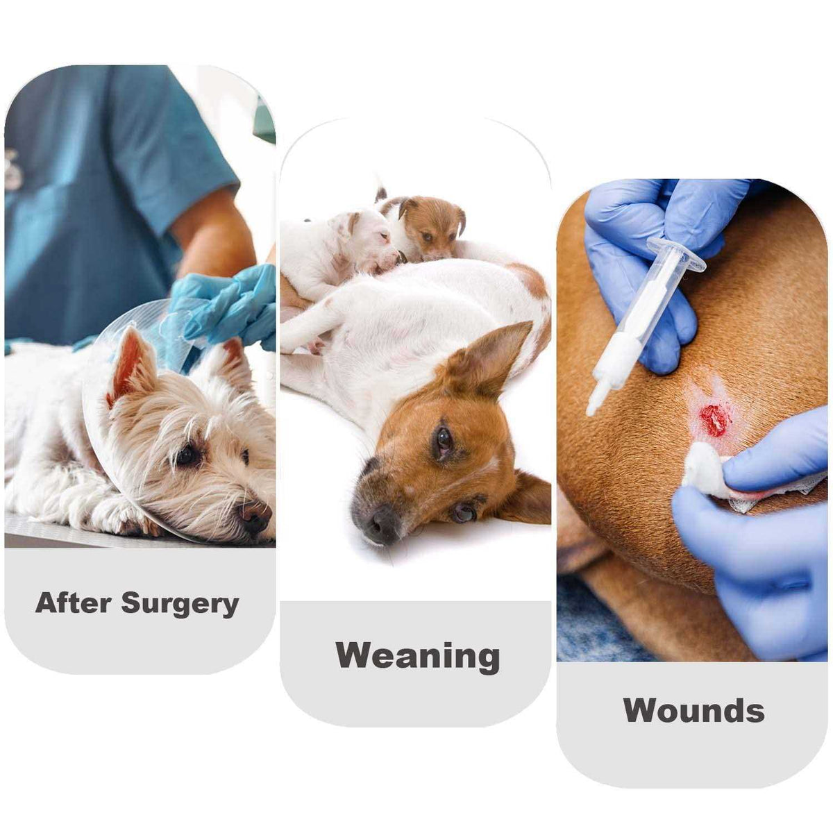 Dog Diapers Sanitary Panties Pet Recovery Suit Q447937