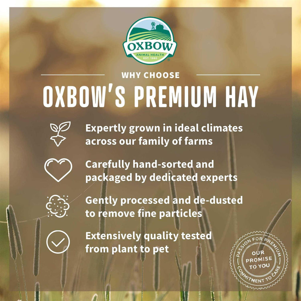 Orchard Grass Hay Q65592